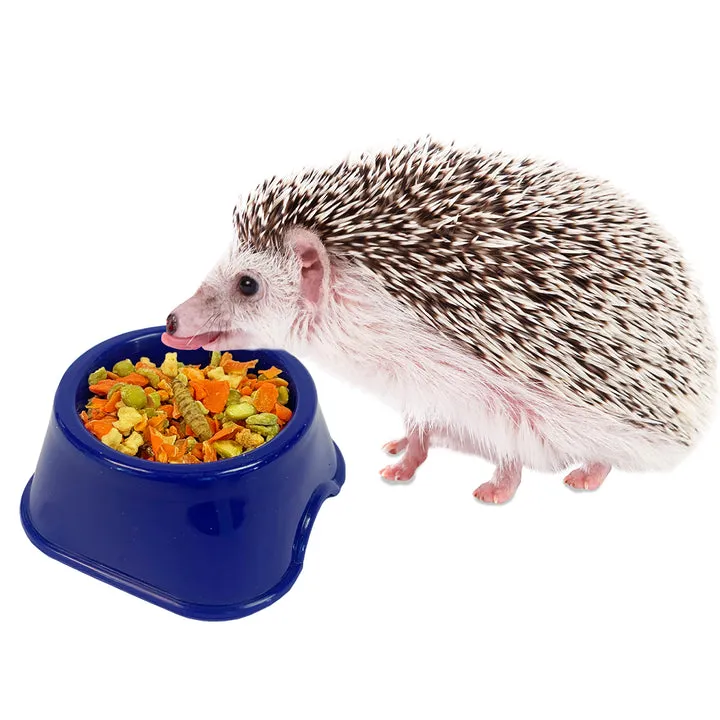 Hedgehog Home & Starter Pack