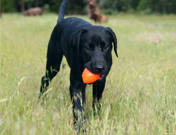 Ruff Dawg Football Rubber Retrieving Dog Toy